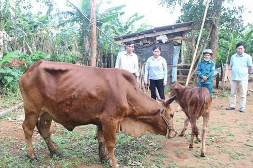 46 xã, phường, thị trấn ở Quảng Trị có trâu bò mắc bệnh viêm da nổi cục