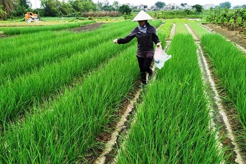 Giá thực phẩm ngày 24/4: Giá rau xanh tăng nhẹ, giá trái cây giảm nhẹ