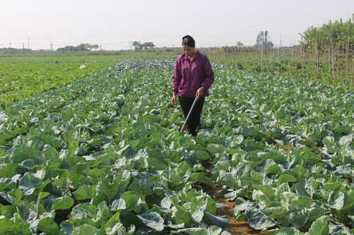 Nông dân Thủ đô trồng rau đạt chuẩn OCOP, vừa bán giá cao vừa xuất đi nước ngoài