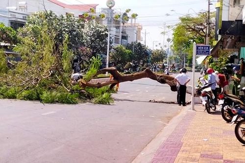 Nỗi lo cây xanh gãy, đổ trong mùa mưa bão