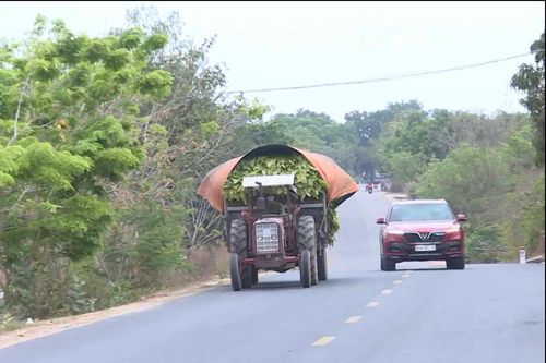 Krông Pa: Xe công nông vẫn lưu thông trên quốc lộ 25