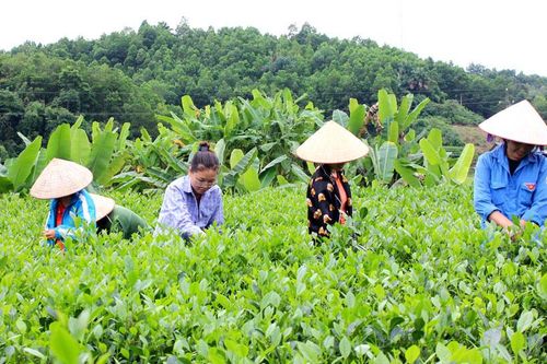 Phát triển thương hiệu đặc sản địa phương