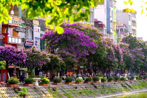 Đầu hè, Hà Nội và hoa