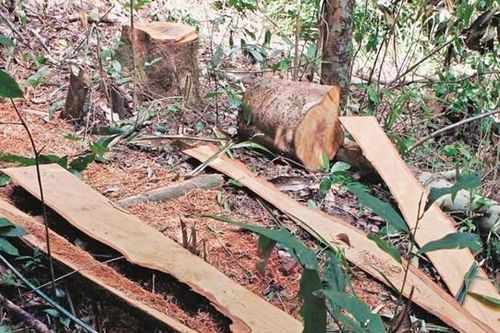 Vẫn khó dẹp nạn phá rừng, vì sao?