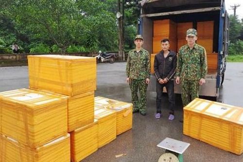 Quảng Ninh: Thu giữ 500 kg cá tầm nhập lậu từ Trung Quốc