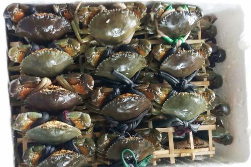 Giá cua gạch cao kỷ lục