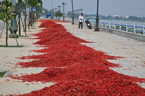 Quảng Ngãi: Giá ớt tụt dốc không phanh, người trồng điêu đứng