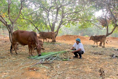 Giúp nhau vượt khó ở vùng đồng bào dân tộc thiểu số