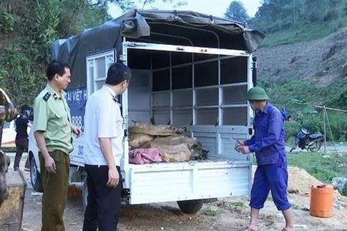 Liên tiếp phát hiện hàng loạt vụ cá tầm nhập lậu từ Trung Quốc vào Việt Nam
