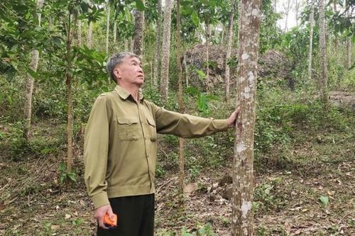 Cây 'thoát nghèo' ở Thanh Hóa trồng 10 năm chỉ to bằng bắp chân
