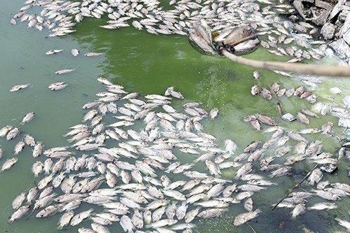 Cá chết hàng loạt tại hồ Công viên Trung tâm thành phố Vinh