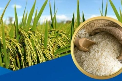 Giá lúa gạo hôm nay 25/4: Cuối tuần giá lúa gạo đi ngang