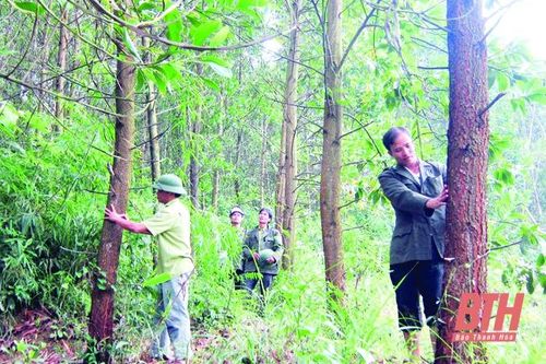 Bảo vệ và phát triển rừng bền vững ở huyện Lang Chánh