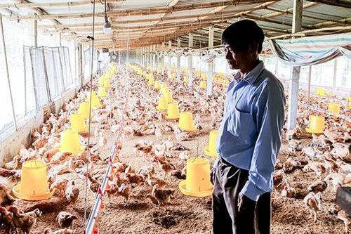 Phát triển đa dạng các sản phẩm nông nghiệp an toàn