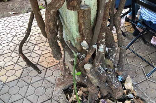 Yêu cầu công an điều tra vụ giàn hoa giấy bị cưa gốc ở Đắk Lắk