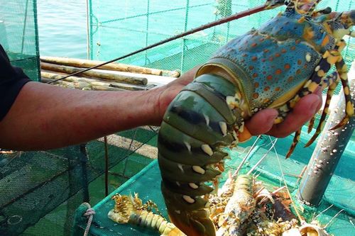 Covid-19 khiến nhiều đơn hàng thủy sản bị hủy