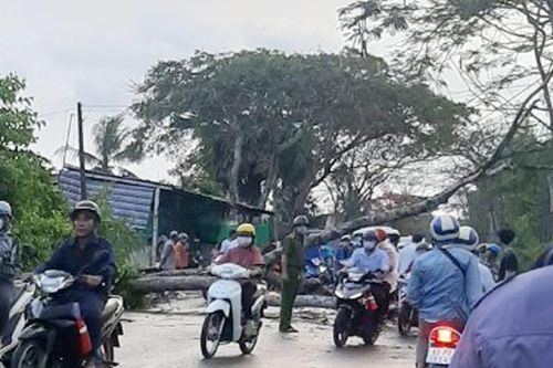 Nhiều người thoát nạn khi cây phượng vĩ bật gốc