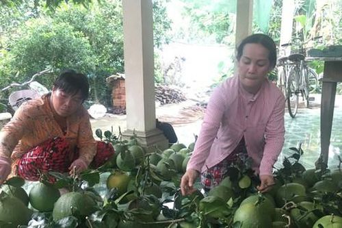 Giảm phí logistics, tăng sức cạnh tranh cho nông sản