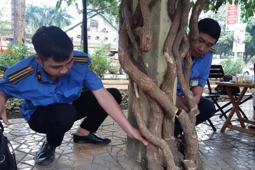 Đắk Lắk: Yêu cầu Công an điều tra xử lý vụ giàn hoa giấy cổ thụ bị cưa hạ