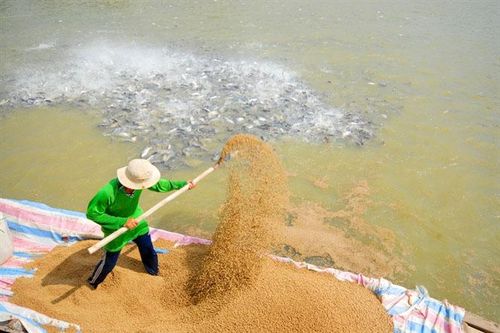 Ngành thủy sản đang đối mặt với sức cạnh tranh giảm