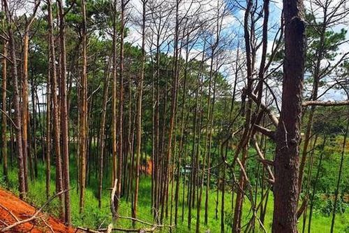 Đà Lạt: Thông tự trồng muốn chặt cũng phải trình báo