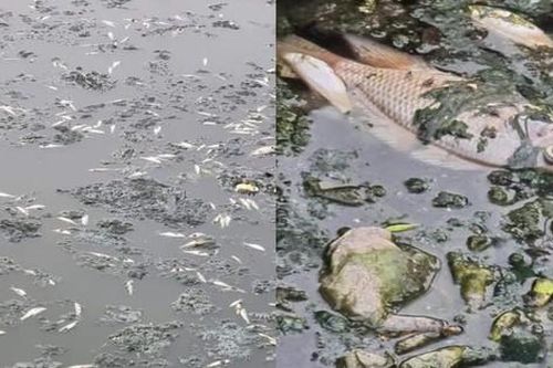 Cá chết bốc mùi tanh nồng tại hồ điều hòa Công viên Trung tâm thành phố Vinh