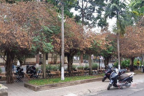 Đắk Lắk chỉ đạo điều tra thủ phạm triệt hạ giàn hoa giấy giữa trung tâm thành phố