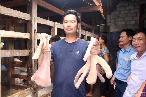 Độc đáo cặp nhung hươu nặng 3,3 kg ở Nghệ An
