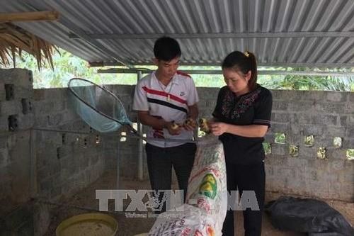 Xây dựng thương hiệu vịt Cổ Lũng