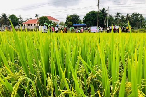 Quảng Nam: Nông dân thích thú giống lúa TBR97 vì những lí do này