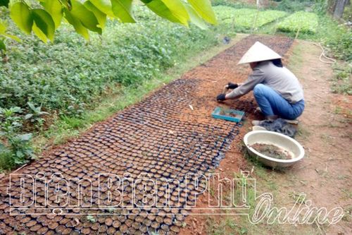 Sẵn sàng cây giống phục vụ trồng rừng
