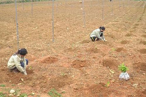 Tập huấn kỹ thuật trồng và chăm sóc cây dược liệu an xoa