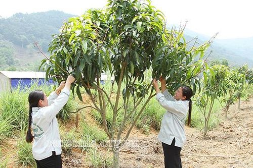 Liên kết nông dân '3 trong 1' ở Chà Mạy