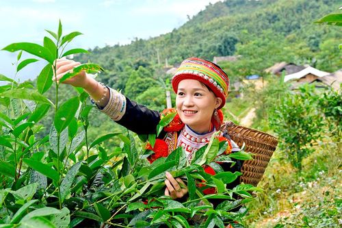 Chè Shan tuyết Na Hang được chứng nhận chỉ dẫn địa lý