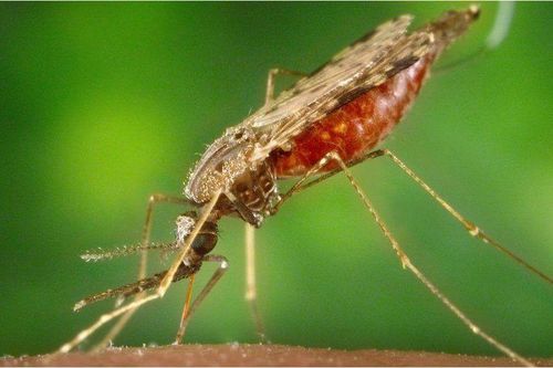 Liên hợp quốc ca ngợi những quốc gia không còn bệnh sốt rét