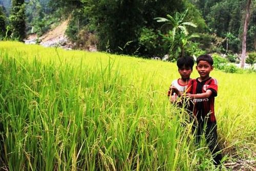 Sức sống mới trên vùng sạt lở Trà Leng