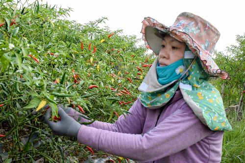 Ớt Quảng Ngãi rớt giá kỷ lục