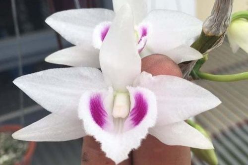 Bí mật của những thương hiệu lan đột biến tiền tỷ