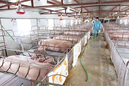 Chuyên nghiệp hóa ngành chăn nuôi