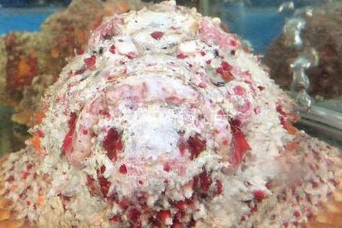 Đặc sản 'cá mặt quỷ' ở Nha Trang về Hà Nội giá tiền triệu hút khách