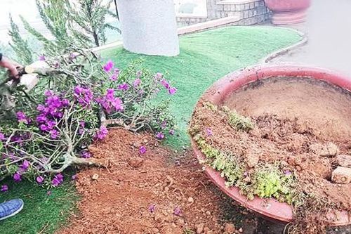 Đà Lạt: Truy tìm băng nhóm dùng ô tô trộm hoa giấy cổ thụ