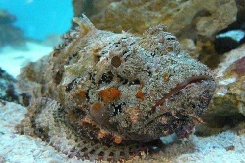 Đặc sản 'hung thần đại dương' ở Nha Trang 'bay' về Hà Nội giá 2-3 triệu đồng/kg