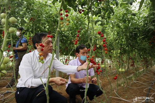Nghệ An xây dựng 4 mô hình điểm về sản xuất, chế biến nông sản an toàn