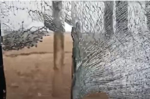 Video hổ vồ ngã dân làng, lao vỡ kính ô tô tại Trung Quốc