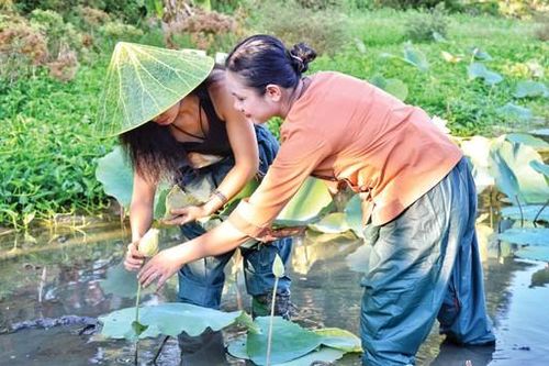 Giấc mơ sen Huế