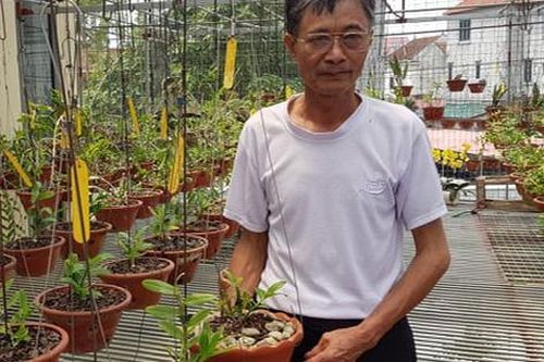 Nhà vườn săn lan đột biến như chơi 'xổ số'