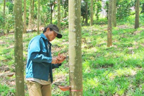 Xuất khẩu cao su bền vững, hợp pháp: Cần thay đổi trong nhận thức của các bên tham gia chuỗi cung