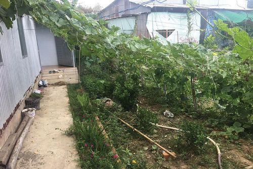 Trồng rau tại nhà, cải thiện bữa ăn gia đình