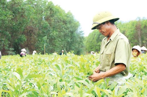 Đồng Nai sẽ trồng 18 triệu cây xanh
