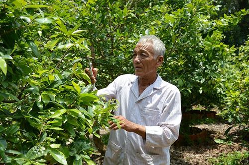 Người đảng viên tích cực chuyển đổi cơ cấu cây trồng để nâng cao thu nhập cho gia đình